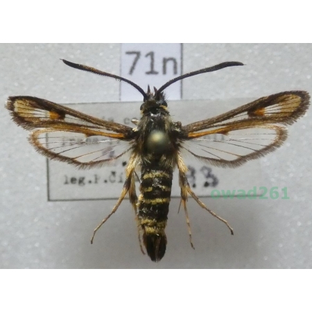 Bembecia albanensis (Rebel, 1918) Czech71n
